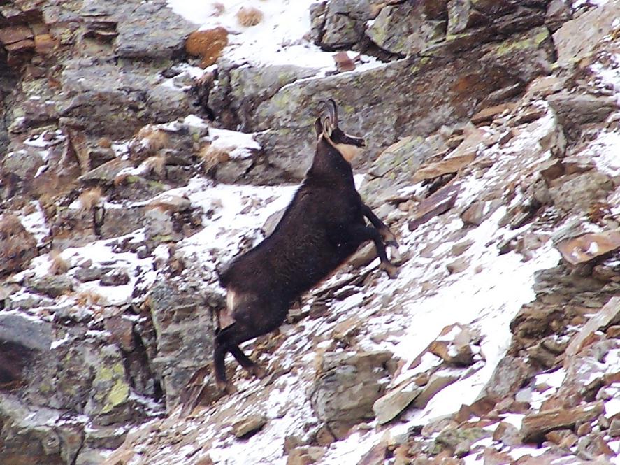 Camosci nella neve (primo)